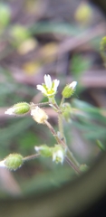 Cerastium semidecandrum