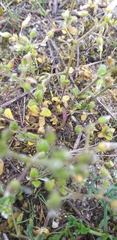 Cerastium semidecandrum
