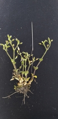 Cerastium semidecandrum