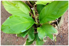 Spathiphyllum cannifolium