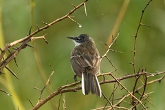 Motacilla capensis simplicissima