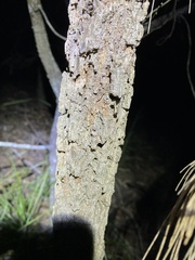 Allocasuarina torulosa