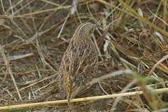 Turnix sylvaticus lepurana