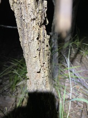 Allocasuarina torulosa