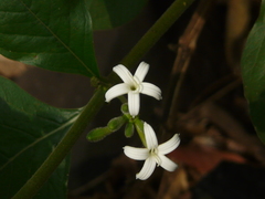 Morinda pubescens
