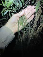 Allocasuarina torulosa