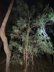 Allocasuarina torulosa