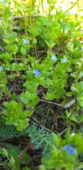Veronica arvensis