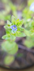 Veronica arvensis