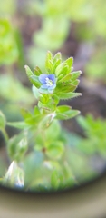 Veronica arvensis