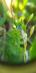 Veronica arvensis