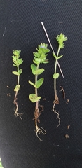 Veronica arvensis