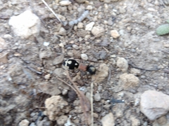 Ronisia barbarula
