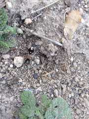 Ronisia barbarula