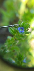 Veronica arvensis