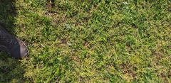 Veronica arvensis