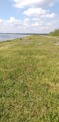 Veronica arvensis