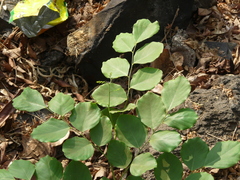 Dalbergia latifolia