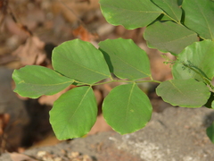Dalbergia latifolia