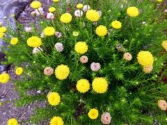 Chrysocoma coma-aurea