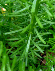 Chrysocoma coma-aurea