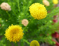 Chrysocoma coma-aurea