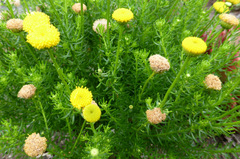 Chrysocoma coma-aurea