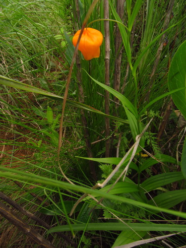 Image of Sandersonia aurantiaca by (c) James Rodger, some rights reserved (CC BY)