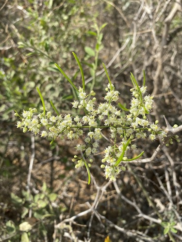 Asparagus image