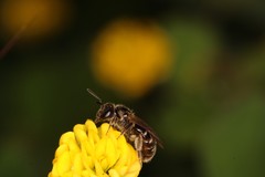 Lasioglossum