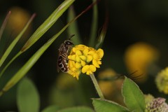 Lasioglossum