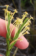 Struthiola macowanii