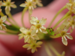 Struthiola macowanii