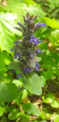 Ajuga reptans