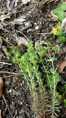 Euphorbia portlandica