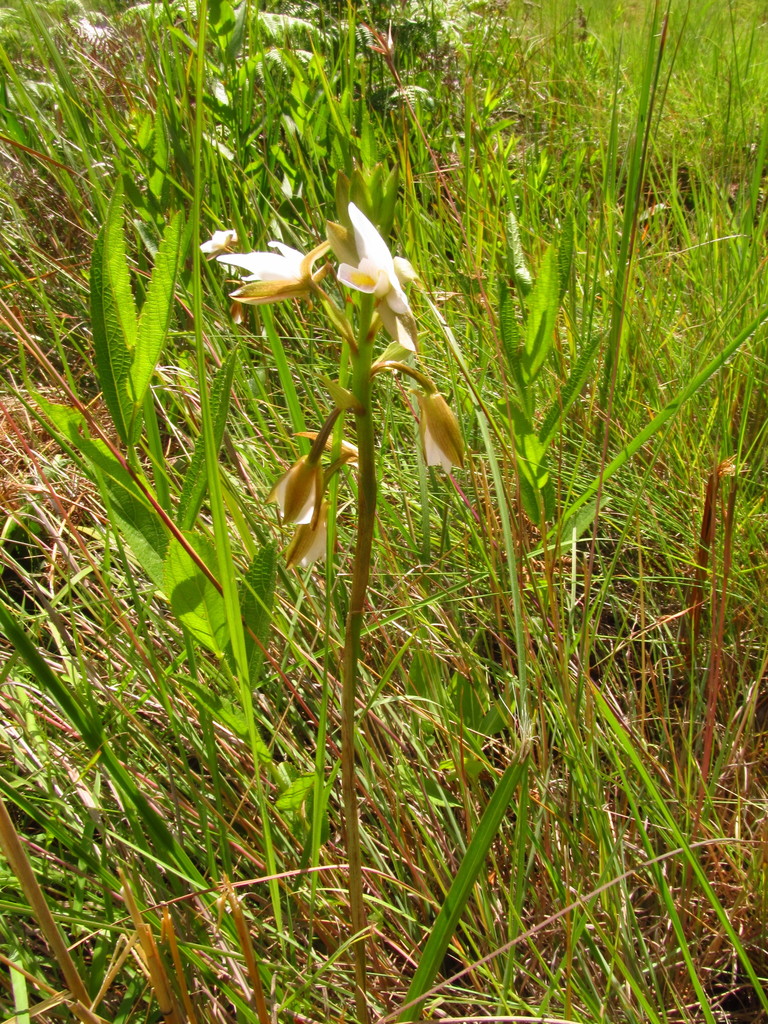 Eulophia ovalis