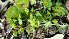 Euphorbia portlandica