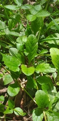 Ajuga reptans