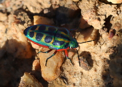 Calidea dregii