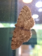 Aethalura intertexta