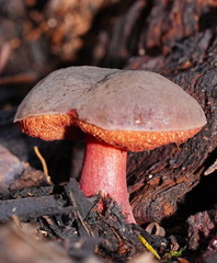 Boletus barragensis