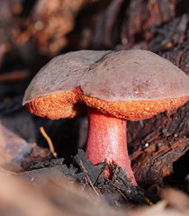 Boletus barragensis