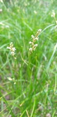 Carex brizoides