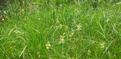 Carex brizoides