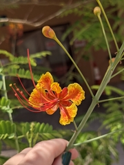 Caesalpinia pulcherrima