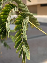 Caesalpinia pulcherrima
