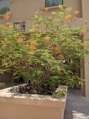 Caesalpinia pulcherrima