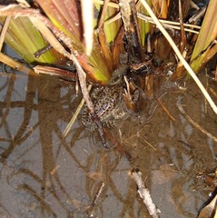 Lithobates sevosus