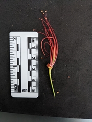 Caesalpinia pulcherrima