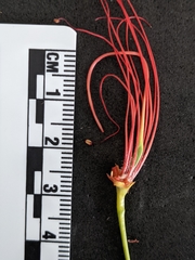 Caesalpinia pulcherrima